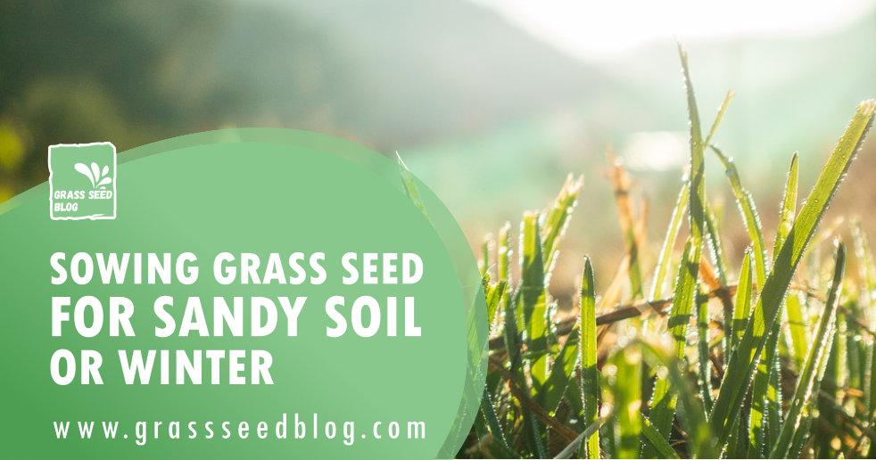 Sowing Grass Seed for Sandy Soil or Winter