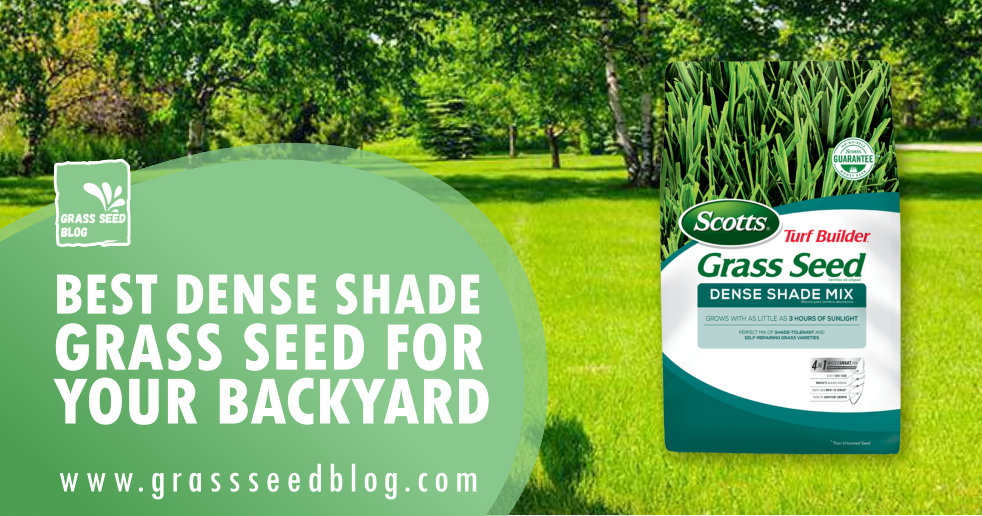 Best Dense Shade Grass Seed For Your Backyard