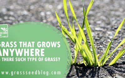 Grass That Grows Anywhere – Is There Such Type Of Grass?