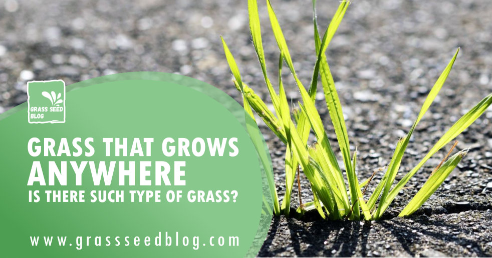 Grass That Grows Anywhere – Is There Such Type Of Grass?