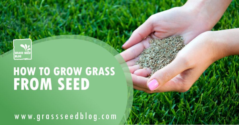 How To Grow Grass From Seed - Updated Guide