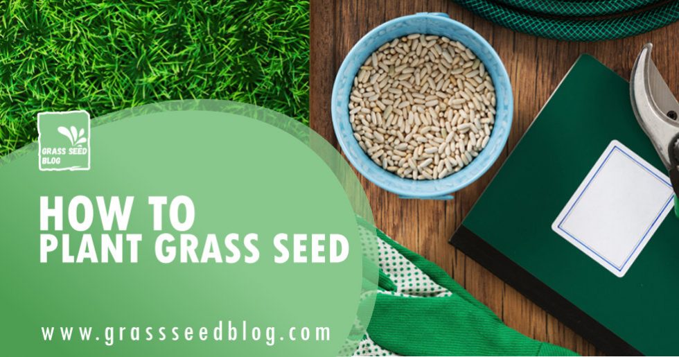 How To Plant Grass Seed Grass Seed Blog