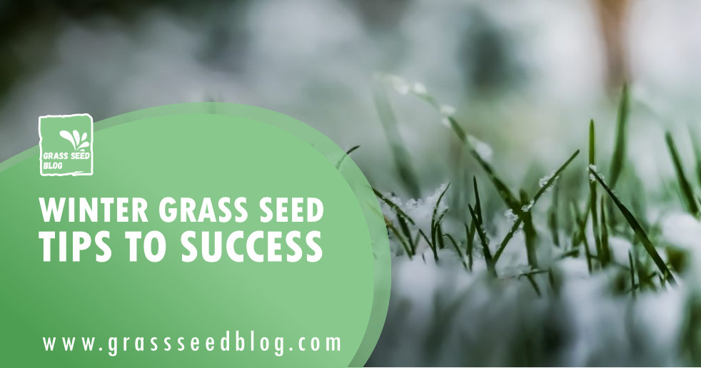 Winter Grass Seed – Tips To Success