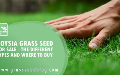 Zoysia Grass Seed for Sale – The Different Types and Where To Buy