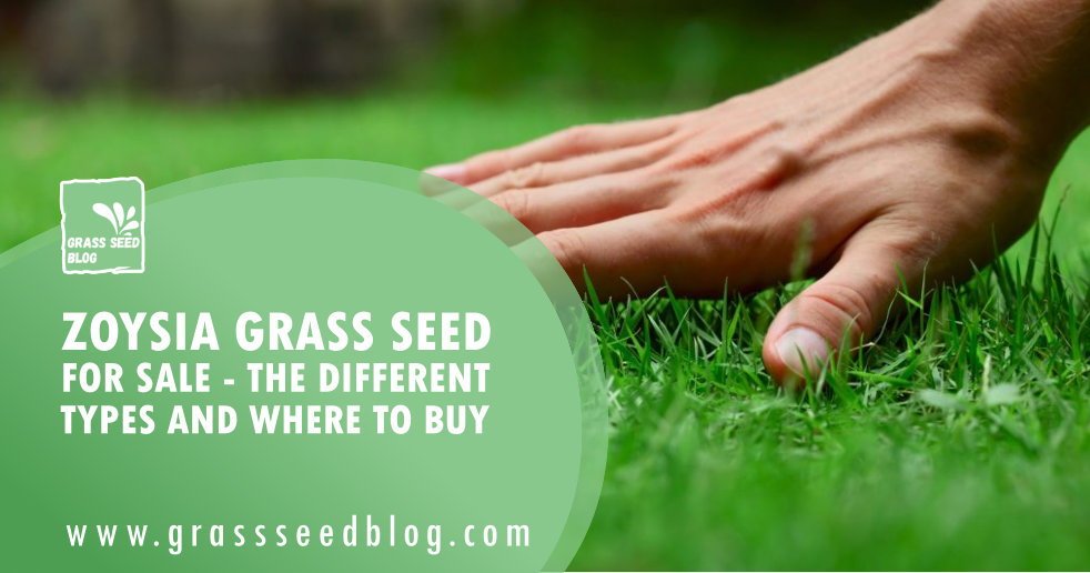 Zoysia Grass Seed for Sale – The Different Types and Where To Buy ...